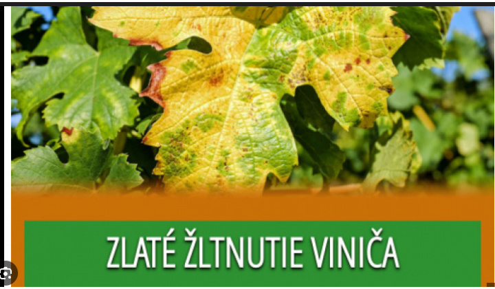 POZOR - Zlaté žltnutie viniča - Vyhlásenie karantény 