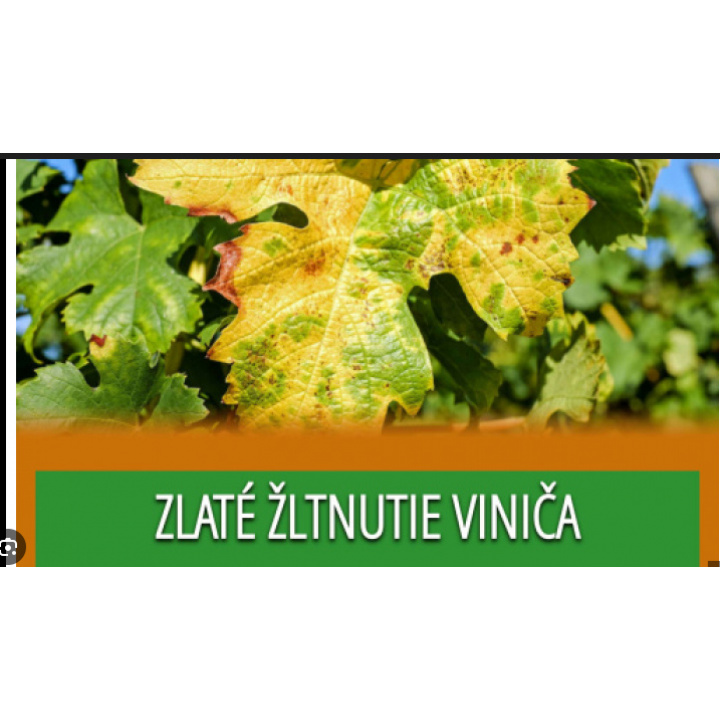 POZOR - Zlaté žltnutie viniča - Vyhlásenie karantény 